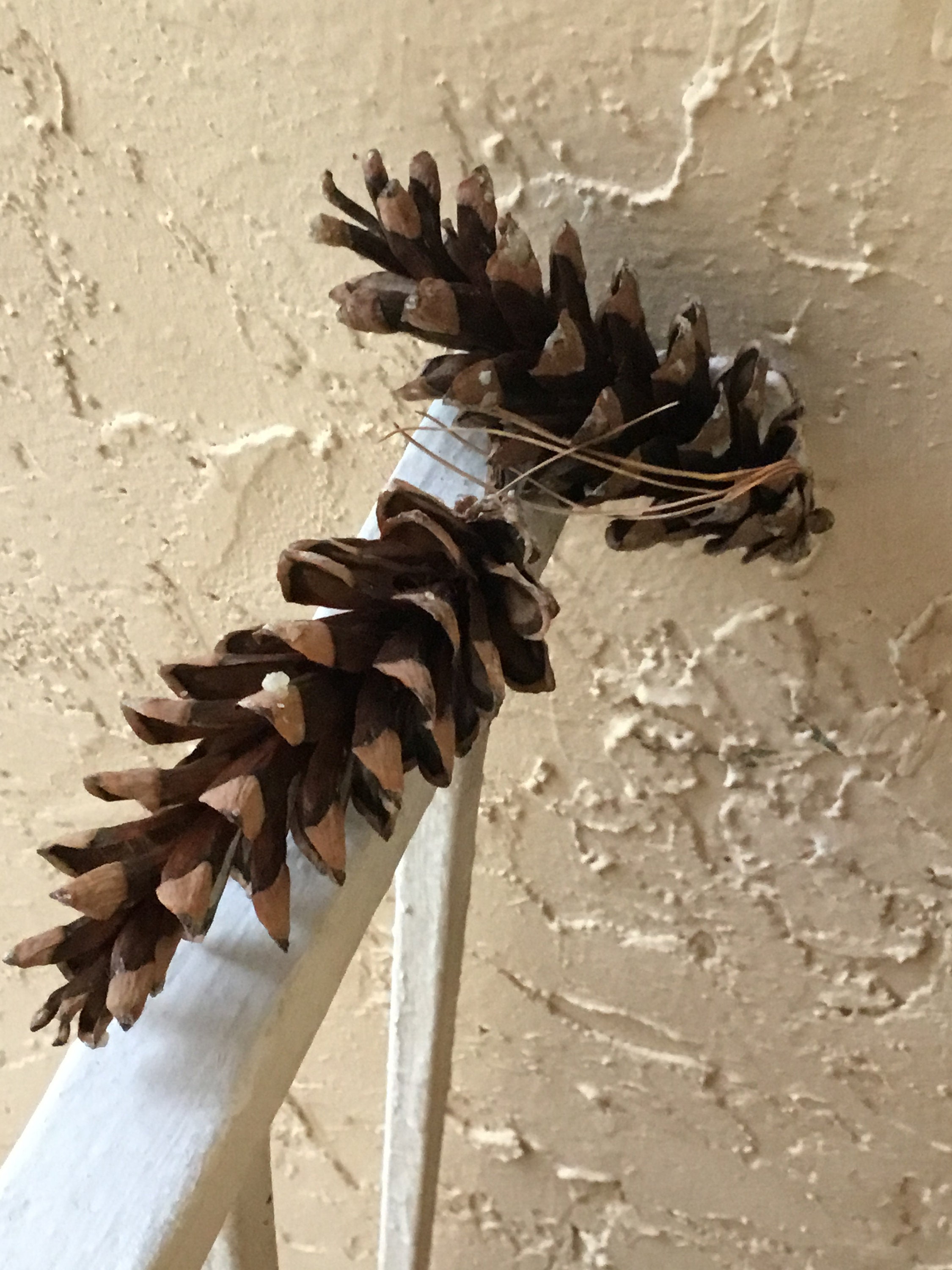 Large Pine Stem with Mixed Pinecones | A Cottage in The City