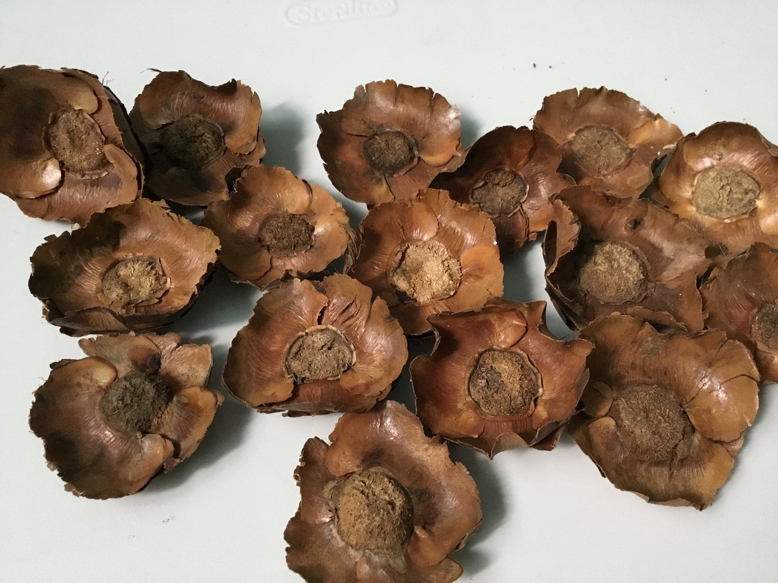 25 Dried Coconut Flowers Rustic Decor Tropical Floral Crafts Etsy