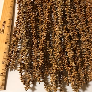 30 Basket Weaving Dried Palm Inflorescence inches