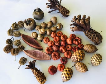 May include: A collection of natural botanical elements including brown acorns, small orange dried pumpkins, textured pinecones, spiky seed pods, and smooth round seed vessels arranged together. These dried plant materials feature varied earthy tones.