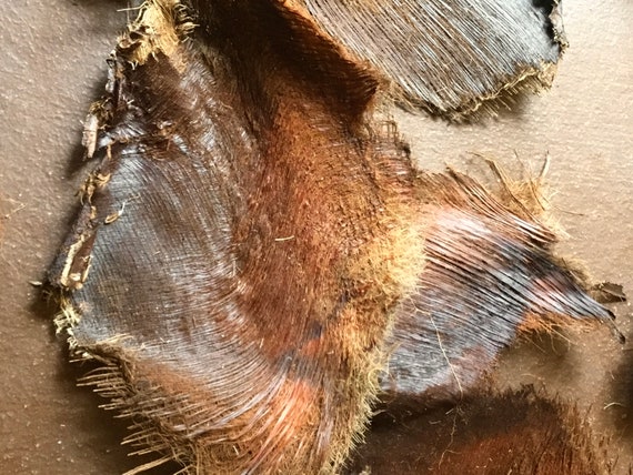 Palm tree fibre used for weaving baskets discount