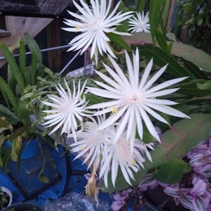 Night Blooming Cereus Cuttings - TWO &quot;ROOTED&quot; - 12&quot; Or More - Grows & Blooms Very Quickly