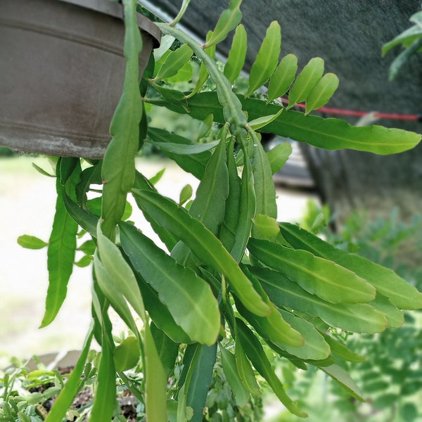 Night Blooming Cereus Cuttings - 4 Cuttings - 6" to 10" - EASY TO ROOT - Free Shipping