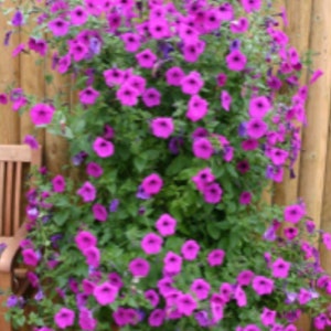 Flower Seeds - PERENNIAL PETUNIA - Mixed Colors - Fresh Seeds - Shipping Included