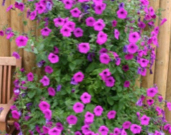 Flower Seeds - PERENNIAL PETUNIA - Mixed Colors - Fresh Seeds - Shipping Included