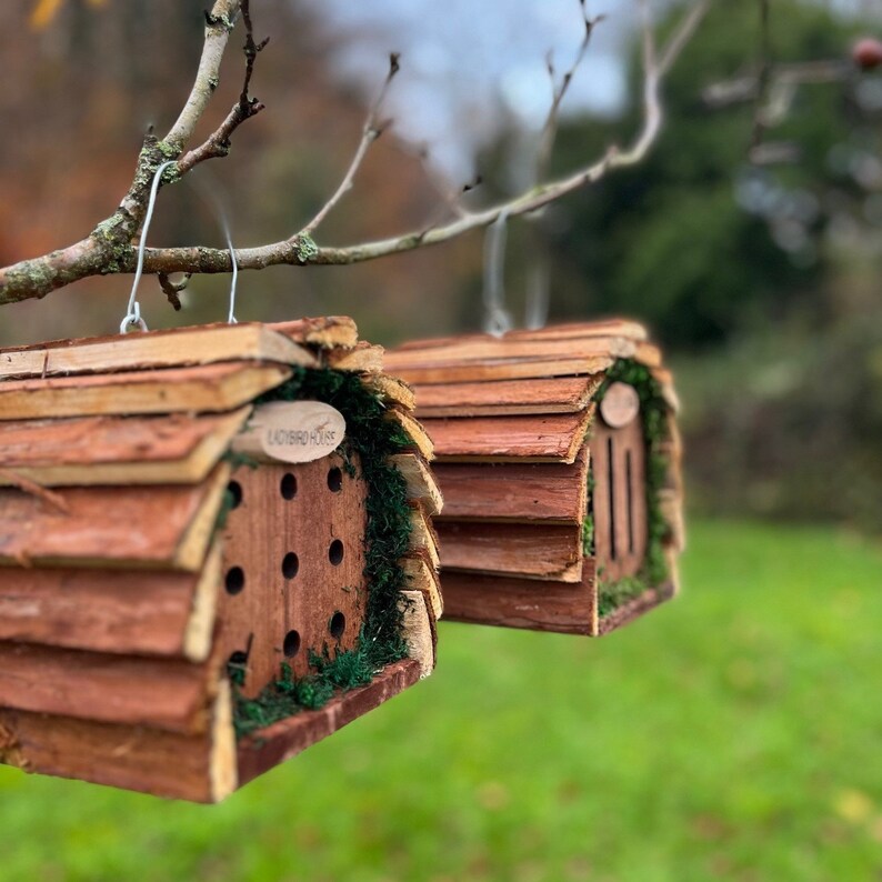 Wooden Hanging Butterfly & Ladybird House Gift Set image 4