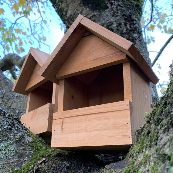 Robin on sale bird house