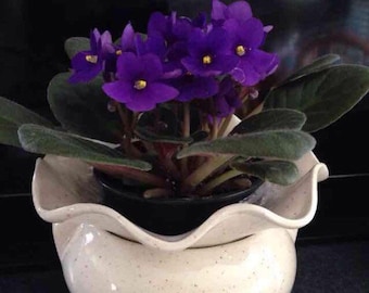 Self watering African violet planter