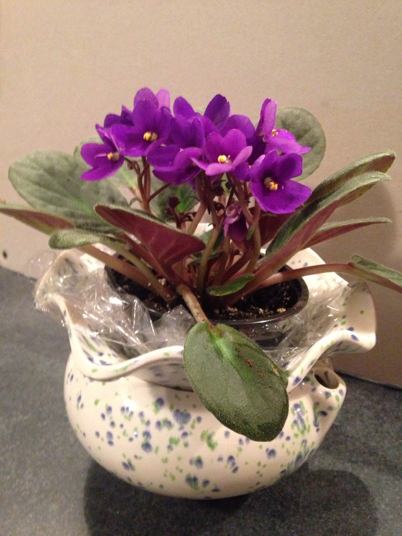 Self watering African violet planter Etsy