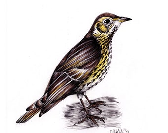 Song Thrush (PRINT)