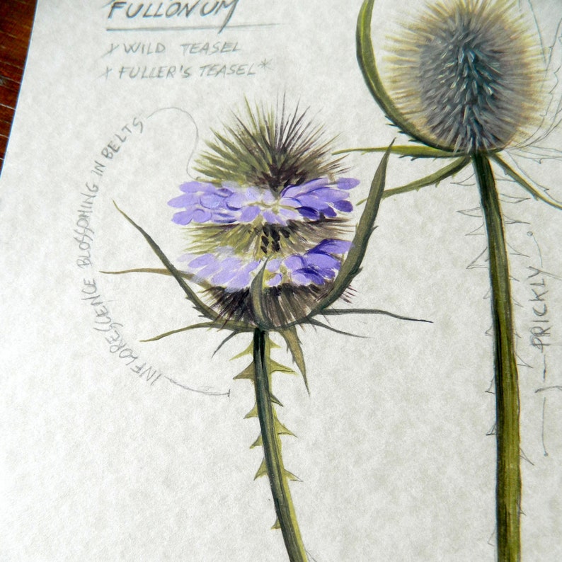 Thistle Print Purple Wildflower Print Teasel Plant Sketch | Etsy