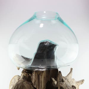 May include: A decorative glass terrarium with a teal rim, resting on a natural, weathered wood base. The clear glass dome houses a dark, organic shape. The wood base has a rough, textured appearance.