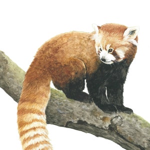 Roter Panda Aquarell - Natur Print - Waldtier - Wildlife Illustration - Wohnheim Dekor - Kinderzimmer Wandkunst