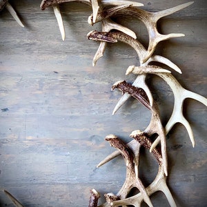 44 Large REAL Antler Wreath image 2