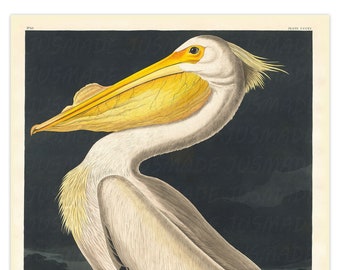 Birds of America: American White Pelican vintage illustratie kunstposter (niet ingelijst) print