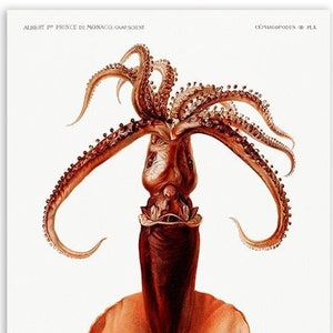 Squid VINTAGE ILLUSTRATION 1848 Albert I (Borderless) Art Poster Reprint 19x13"