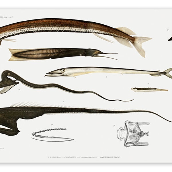 Stomiidae Deep Sea Fish VINTAGE ILLUSTRATION 1848 Albert I (Borderless) Art Poster Reprint 19x13" inch