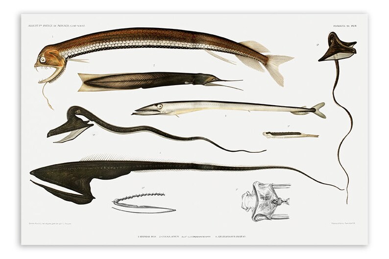 Peut inclure: Une illustration vintage de diff&eacute;rents poissons des profondeurs, dont un poisson brun et fin avec un long museau pointu, un poisson noir avec une grosse t&ecirc;te plate et un poisson blanc avec un corps long et fin. L'illustration est sur fond blanc et comprend le texte "DESCRIPTION OF SPECIES OF NARWHALS AND SWORDS"
