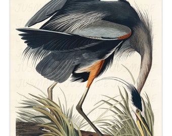 Birds of America: Great Blue Heron Vintage Illustration Art Poster -Unframed- Print