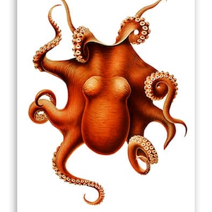 Orange OCTOPUS Vintage Illustration Art 1848 (Borderless) Poster Reprint 19x13&quot; inch