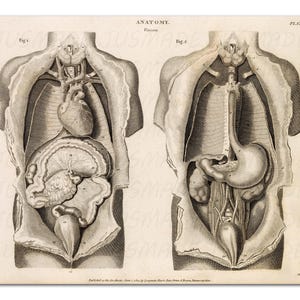 Anatomy VISCERA Human Body, Organs, And the Vascular System 1814 Vintage Illustration Medical Art Print