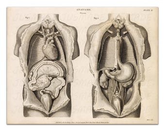 Anatomi INVÄLAR Människokropp, organ och kärlsystemet 1814 Vintageillustration Medicinsk konsttryck