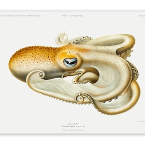 Velodona OCTOPUS vintage Illustration (Borderless) Art 1899 Reprint 22 x 17 inch