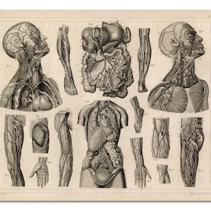 Anatomy CIRCULATORY SYSTEM - Veins & Organs, Vintage Illustration Medical Art Print