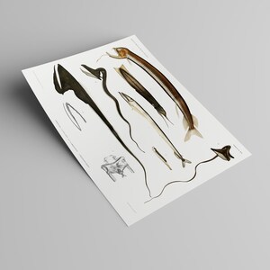 Peut inclure: Une illustration vintage de diff&eacute;rents types de poissons, dont un poisson long, fin et brun avec un museau pointu, un poisson noir avec un corps long et fin, et un poisson blanc avec un corps long et fin. L'illustration est en noir et blanc et a un style scientifique d&eacute;taill&eacute;.