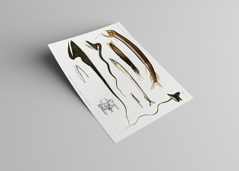 Peut inclure: Une illustration vintage de diff&eacute;rents types de poissons, dont un poisson long, fin et brun avec un museau pointu, un poisson noir avec un corps long et fin, et un poisson blanc avec un corps long et fin. L'illustration est en noir et blanc et a un style scientifique d&eacute;taill&eacute;.