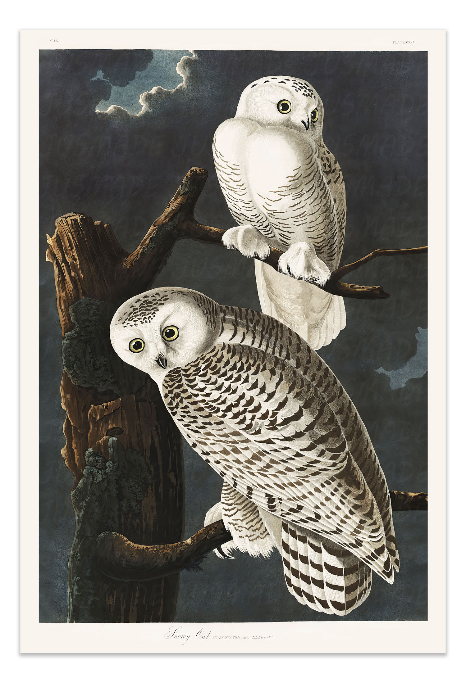 Birds of America: SNOWY OWLS Vintage Illustration Art Poster -Unframed- Print