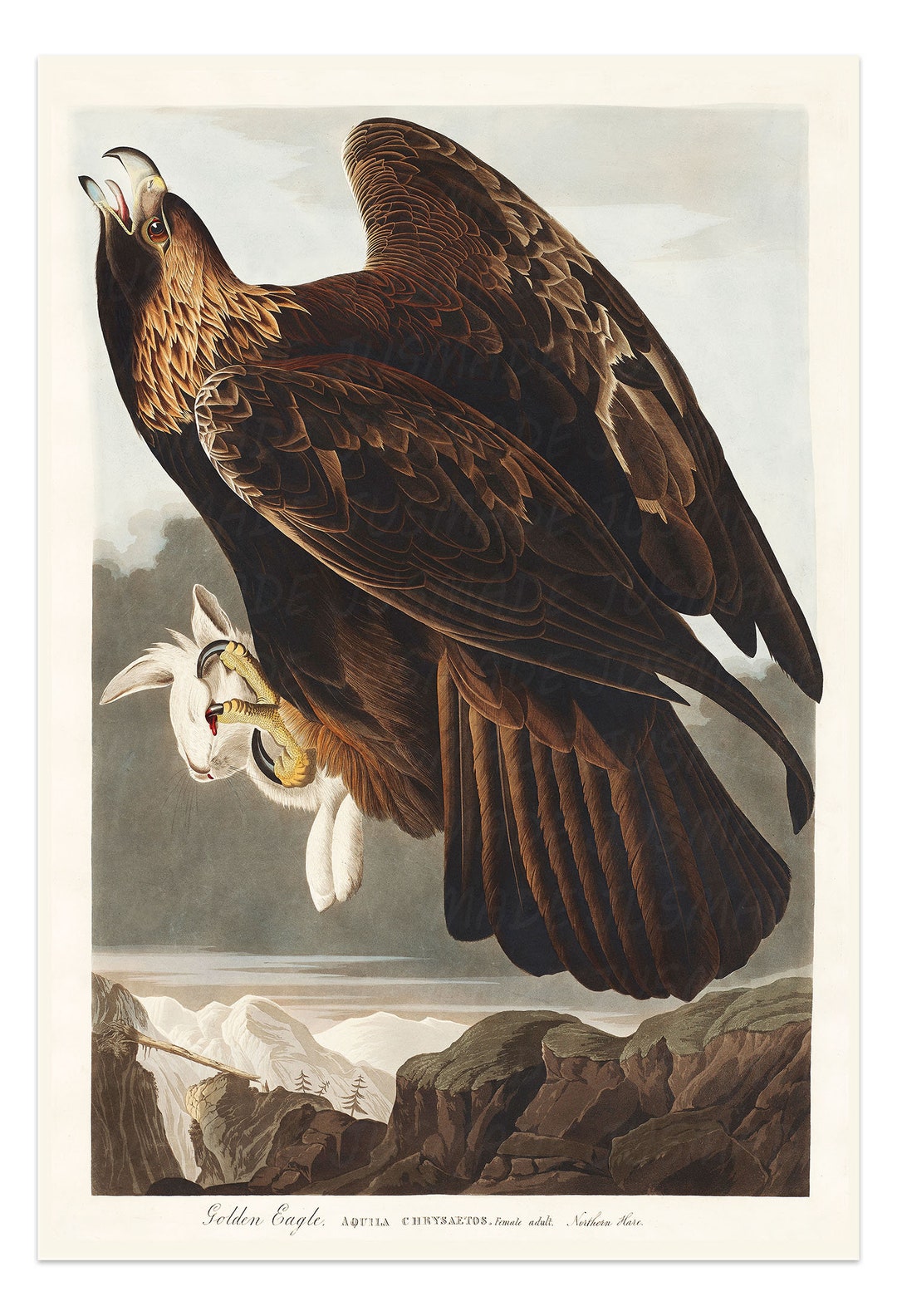 Birds of America: Golden Eagle Vintage Illustration Art Poster ...