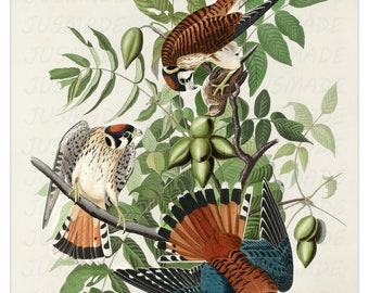 Amerikas fåglar: Amerikansk sparvhök Vintage illustration konstposter - oramad - tryck