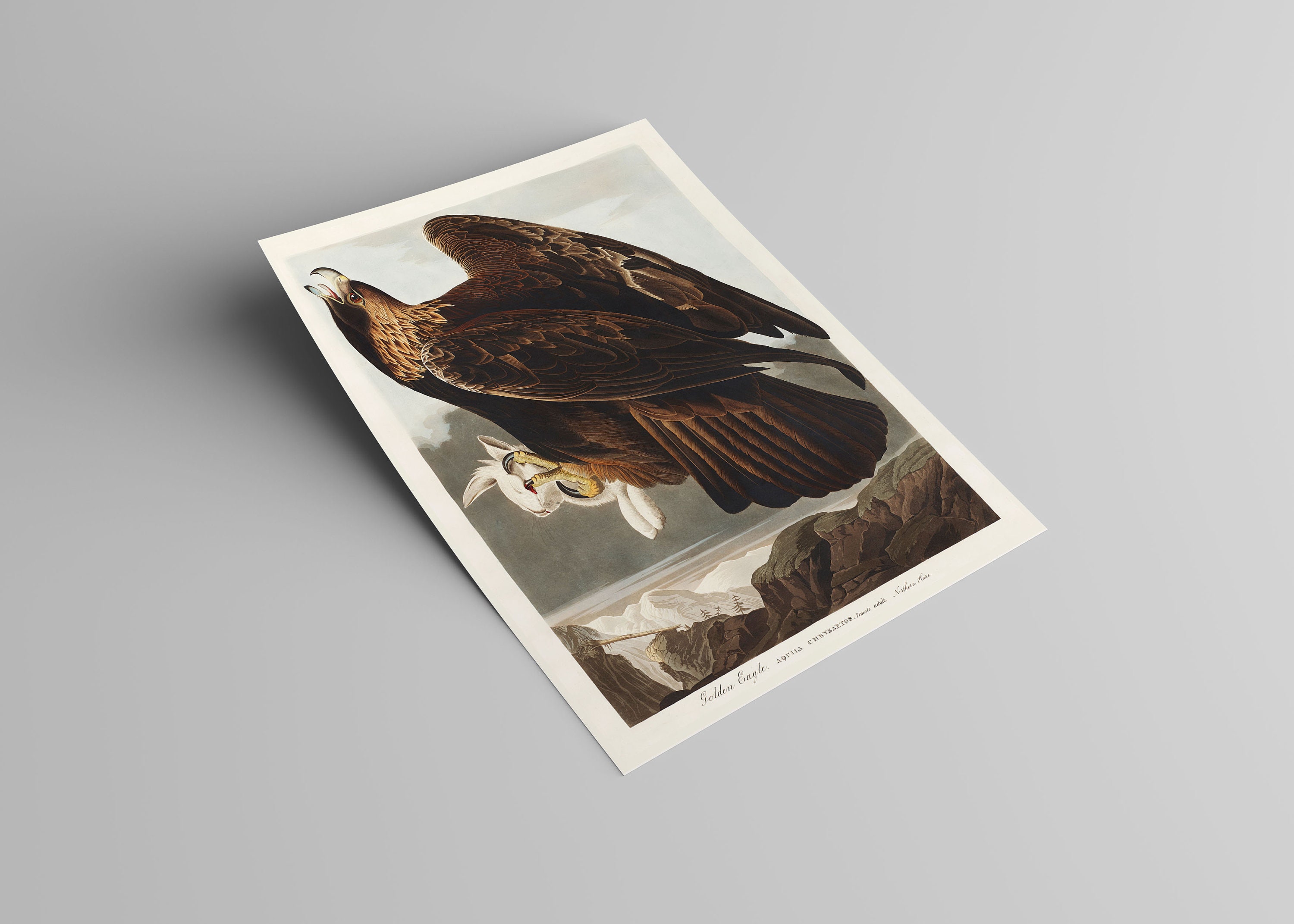 Birds of America: Golden Eagle Vintage Illustration Art Poster ...