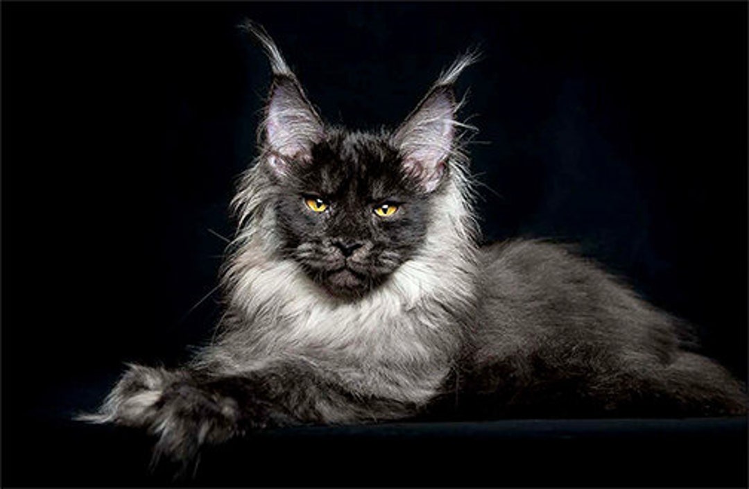 Lying Black MAINE COON CAT Photo/poster Print 11 X 8.5 Inch Etsy