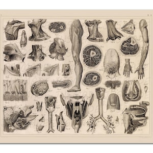 May include: A vintage anatomical illustration showing various cross-sections of the human body. The image features detailed drawings of muscles, bones, organs, and other anatomical structures. The image is in black and white and has a scientific and educational feel.