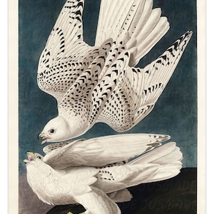 May include: A vintage illustration of a pair of white and black Icelandic falcons, also known as the Gyrfalcon, perched on a rock. The illustration is from John James Audubon's "Birds of America" series. The text "Iceland Falcon" and "Falco Islandicus" is printed below the birds.