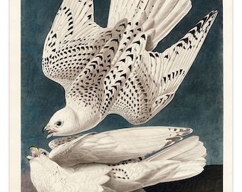 Birds of America: Iceland or Jer Falcon Vintage Illustration Art Poster -Unframed- Print