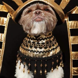 Dog Cleopatra Halloween Costume, Cleopatra Dog Costume, Puppy Cleopatra Halloween Costume, Cleopatra Puppy Costume, Pet Cleopatra costume image 5