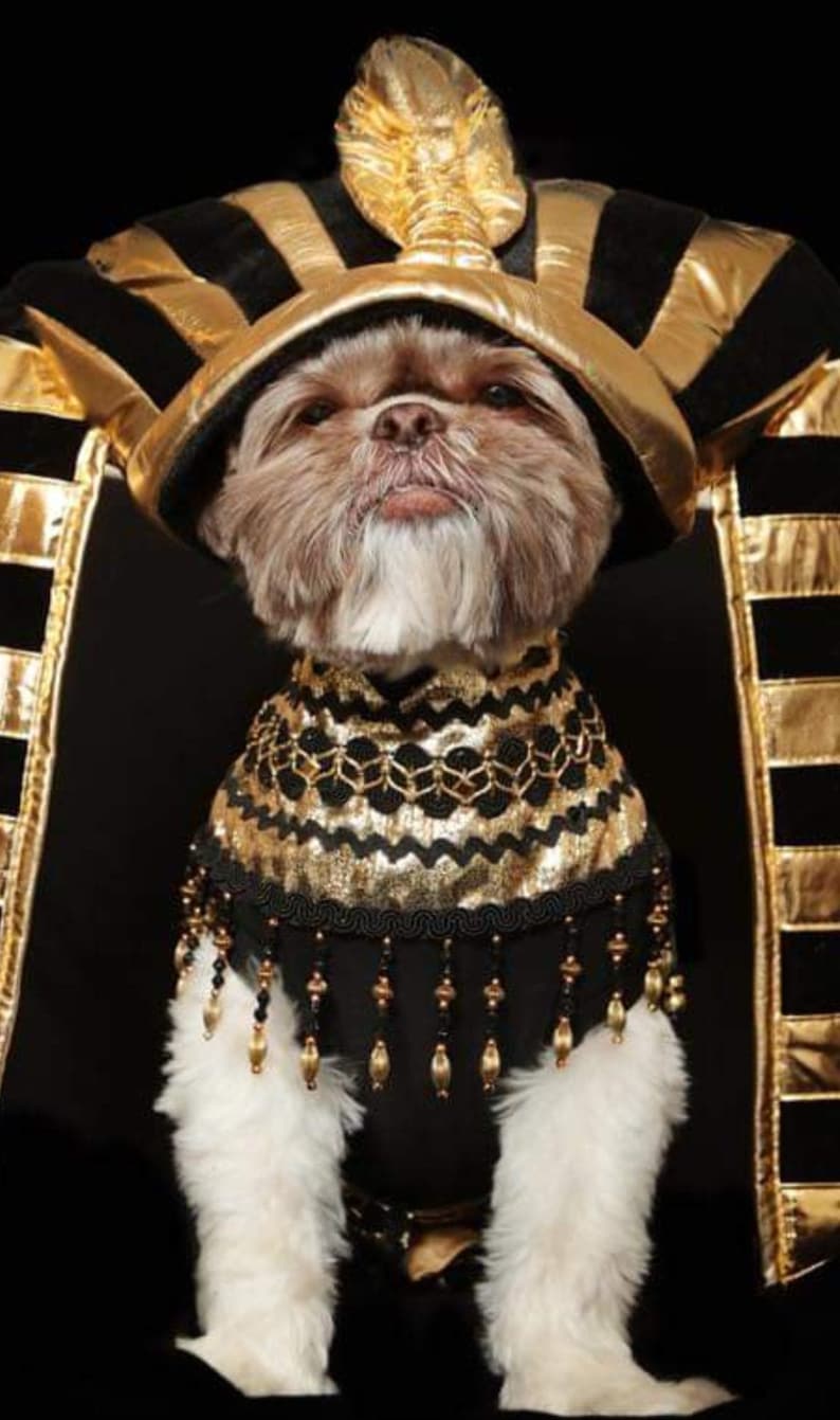 Dog Cleopatra Halloween Costume, Cleopatra Dog Costume, Puppy Cleopatra Halloween Costume, Cleopatra Puppy Costume, Pet Cleopatra costume image 5