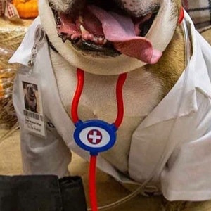 Dog Doctor Lab Coat Costume, Doctor Lab Coat Dog Costume, Pet Doctor Lab Coat Costume, Doctor Lab Coat Pet Costume, Puppy Lab Coat Costume image 6