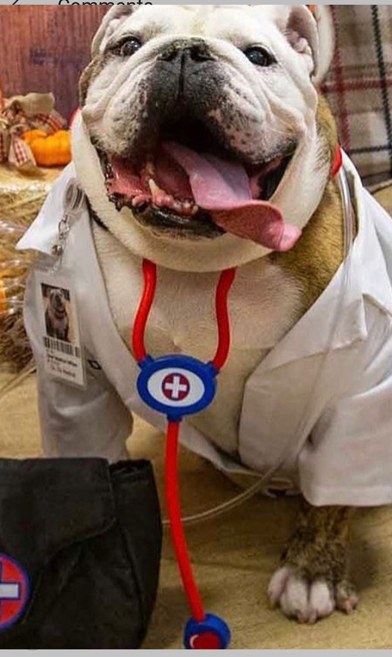 Dog Doctor Lab Coat Costume, Doctor Lab Coat Dog Costume, Pet Doctor Lab Coat Costume, Doctor Lab Coat Pet Costume, Puppy Lab Coat Costume image 6