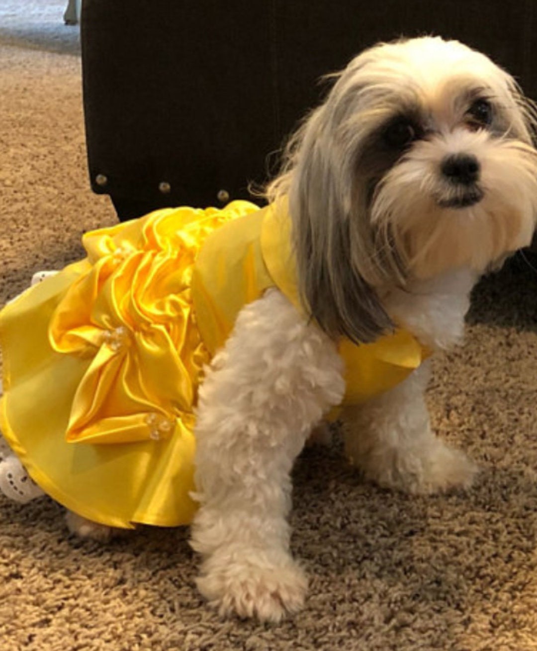 Princess belle 2025 dog costume