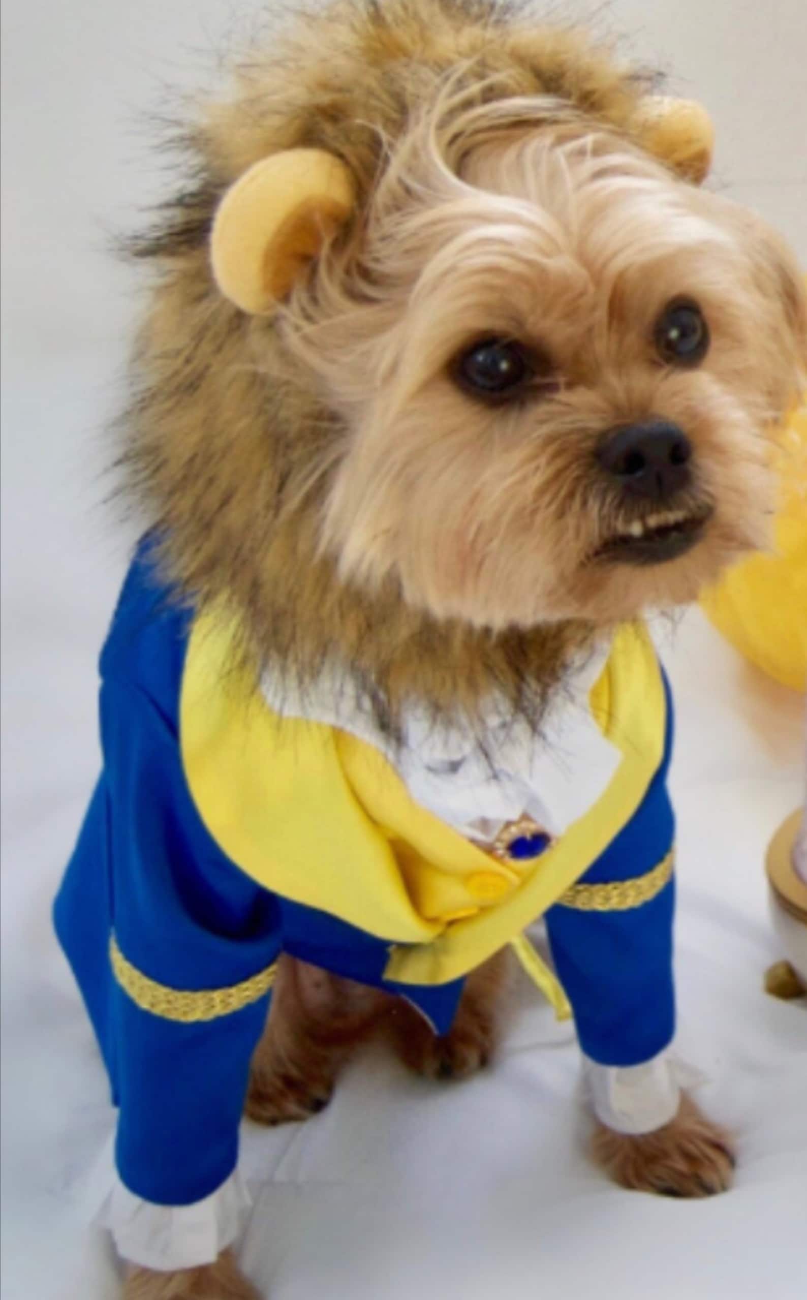 The Beast Dog Halloween Costume Dog Halloween Costume Etsy