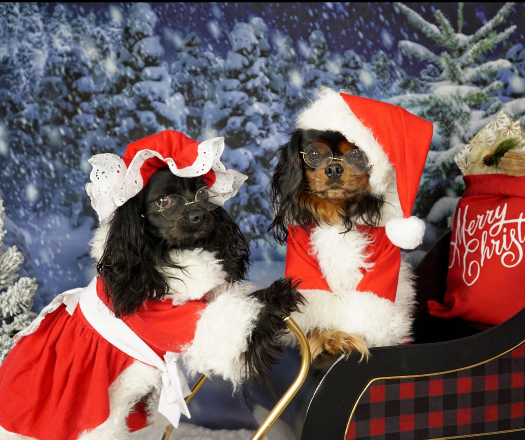 Dog father christmas outfit online