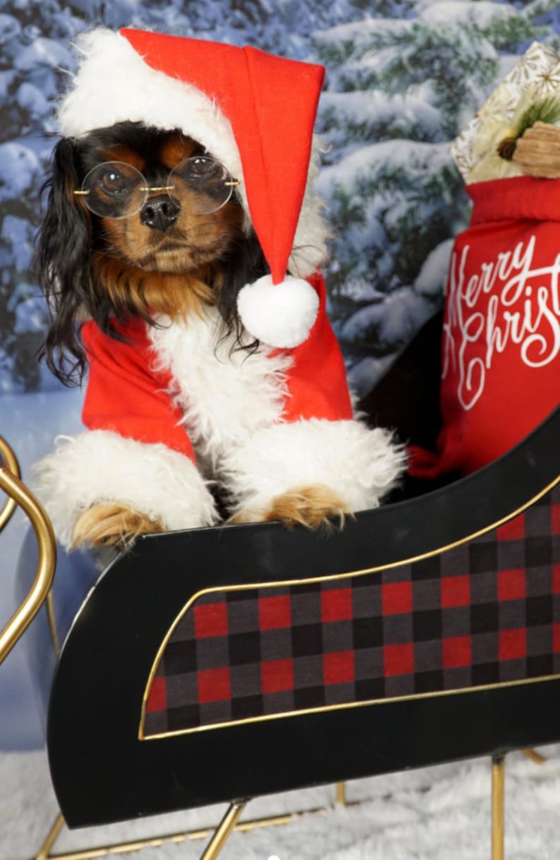 Santa Claus Dog Outfit, Santa Pet Set, Christmas Dog Costume, Pet Chistmas Outfit for Photo, Pet Santa Claus Christmas Costume image 5