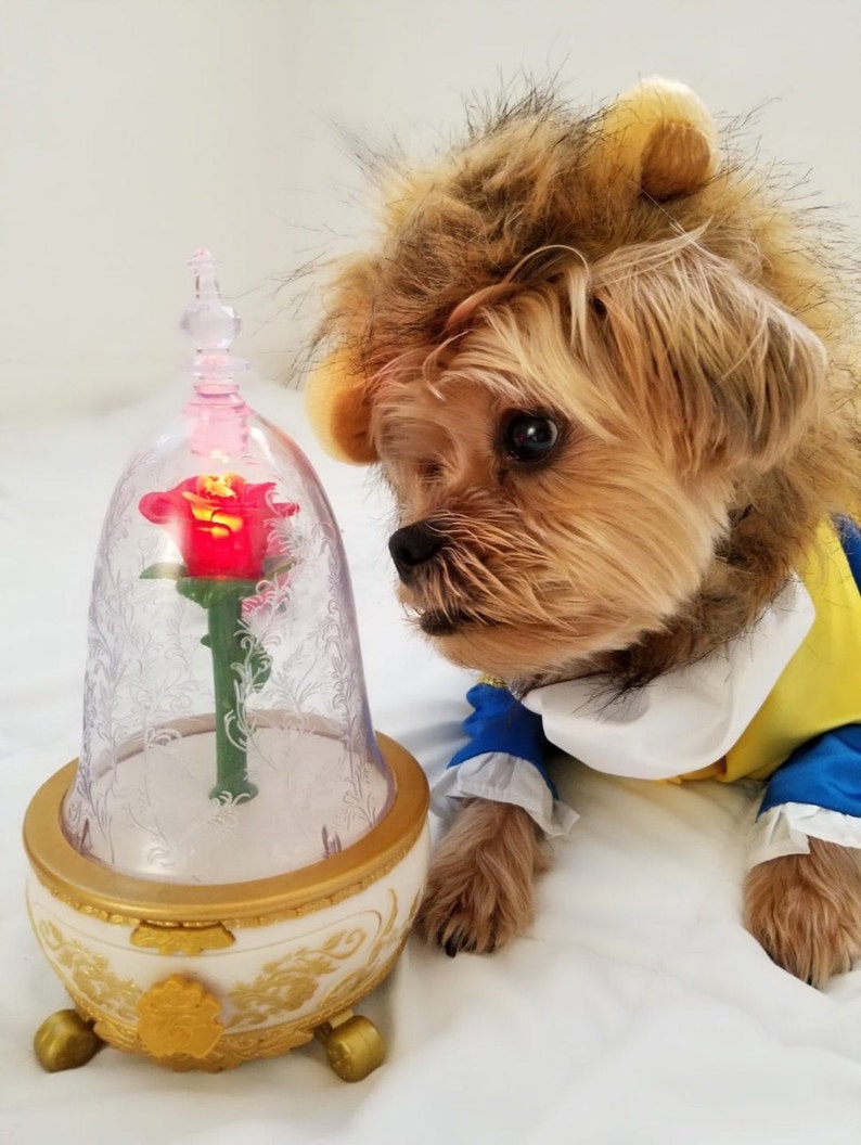 The Beast Dog Halloween Costume Dog Halloween Costume Etsy