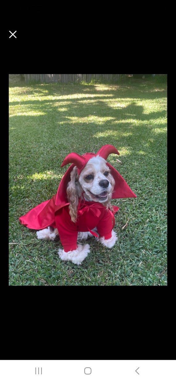 Cucciolo Cane Vestito Da Zucca Costume Da Diavolo Per Cani