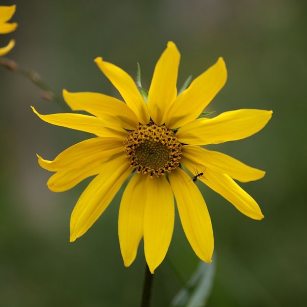 Ant on Sunflower - Gunnison National Forest, Colorado (photo print, wall art, wildflower, yellow flower, Crested Butte, plant, square)