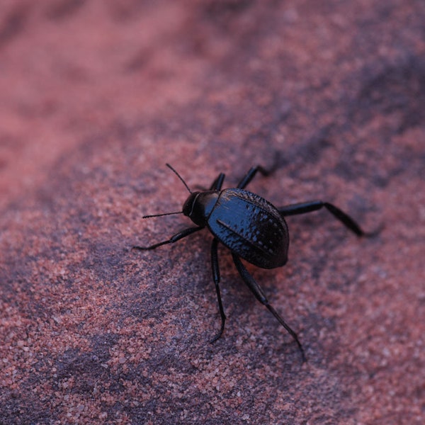 Darkling Beetle - Wadi Rum Protected Area, Jordan (photo print, wall art, insect, closeup, wildlife, black beetle, horizontal)